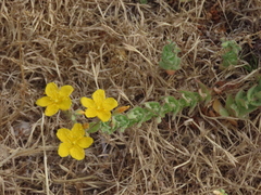 Hypericum pubescens