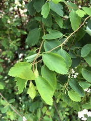 Spiraea cinerea