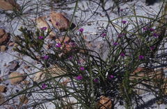 Amphithalea biovulata