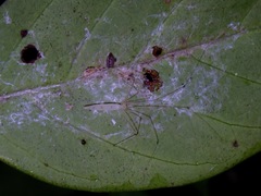 Leptopholcus borneensis