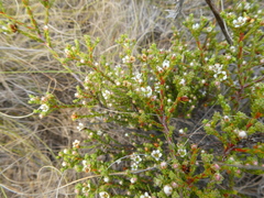 Diosma passerinoides