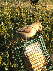 Cardinalis