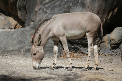 African Wild Ass photo 2