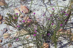 Amphithalea biovulata