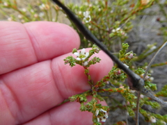 Diosma passerinoides