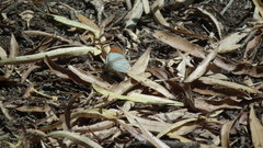 Colotis euippe omphale
