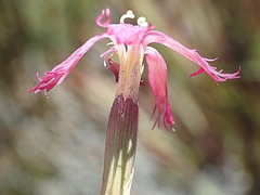 Dianthus bolusii