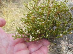 Diosma passerinoides