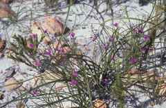 Amphithalea biovulata