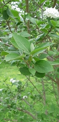 Viburnum carlcephalum