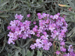 Limoniastrum monopetalum