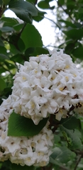 Viburnum carlcephalum