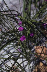 Amphithalea biovulata