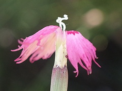 Dianthus bolusii