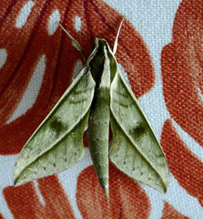Xylophanes rhodochlora