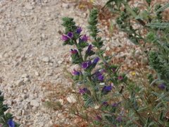 Echium gaditanum