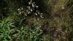 Penstemon laevigatus