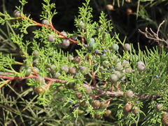 Juniperus turbinata