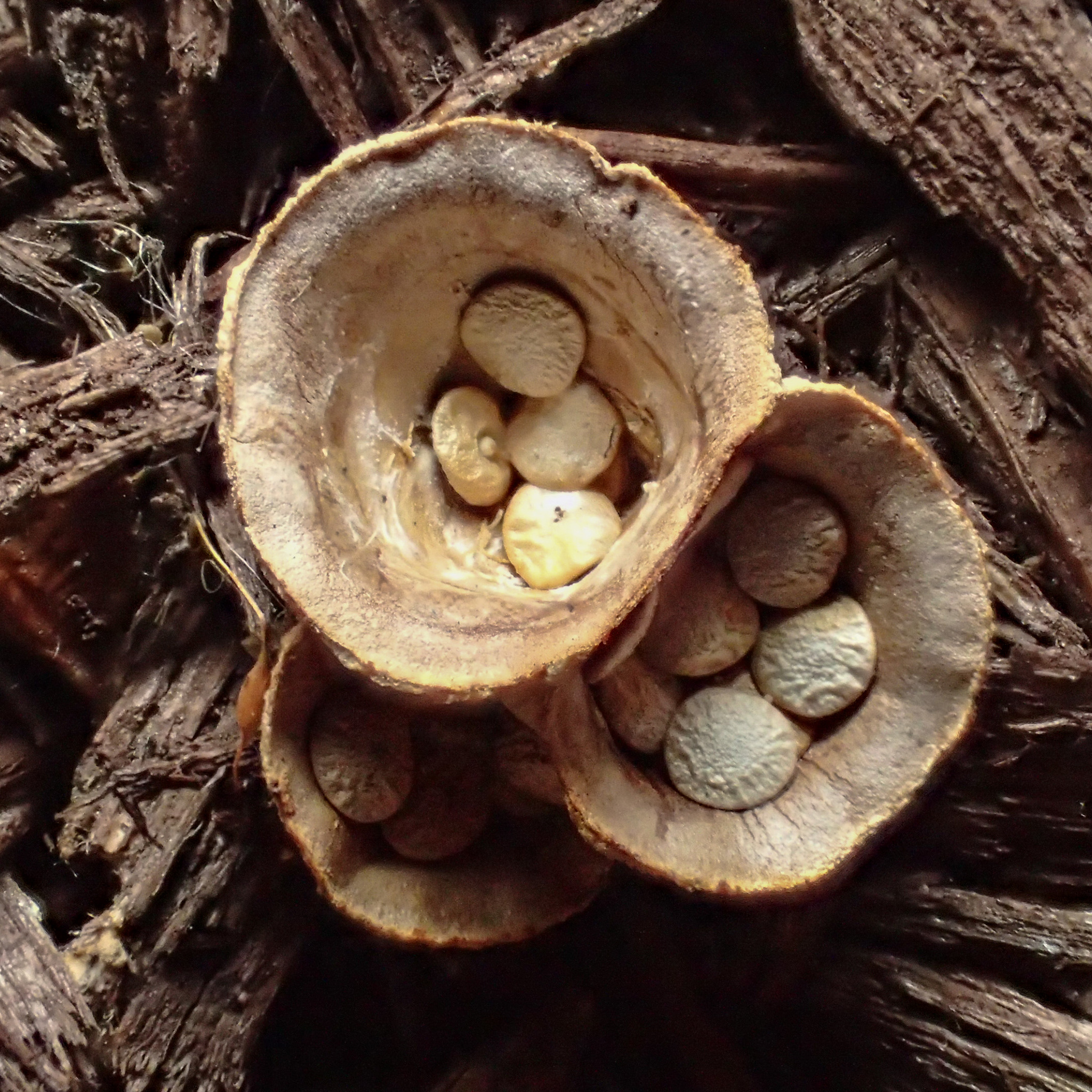 Common Bird's Nest Fungus (Crucibulum laeve) - The HUDSON RIVER PARK  Companion