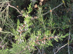 Juniperus turbinata