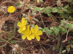Hypericum pubescens