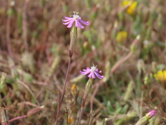 Silene colorata