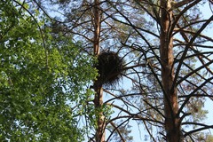 Haliaeetus albicilla