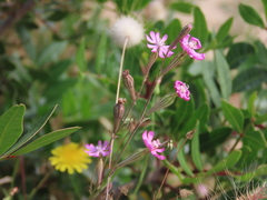 Silene secundiflora