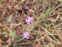 Silene colorata