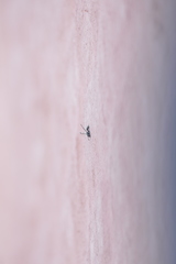 Polybia occidentalis