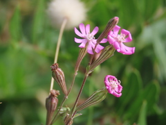 Silene secundiflora