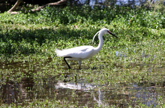 Egretta garzetta nigripes
