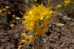 Cleomella platycarpa