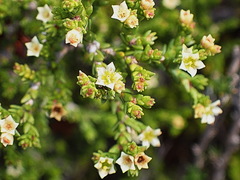 Diosma apetala