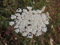 Daucus carota