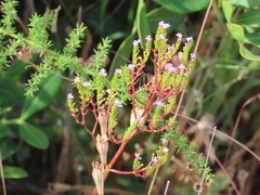 Centranthus calcitrapae
