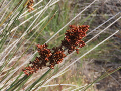 Juncus acutus