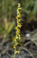 Holothrix brevipetala