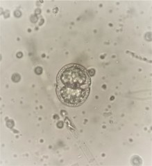 Actinotaenium wollei