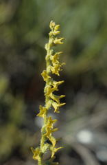 Holothrix brevipetala