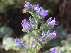 Echium gaditanum