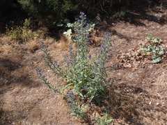 Echium gaditanum