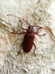 Strongylaspis