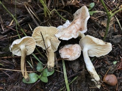 Hygrophorus pusillus