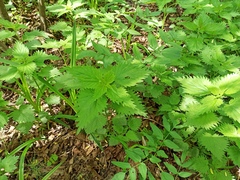 Urtica dioica