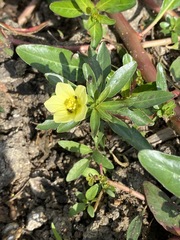 Ludwigia adscendens diffusa