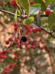 Ilex vomitoria