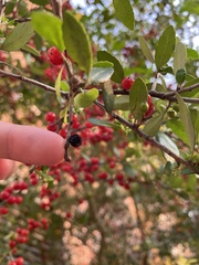 Ilex vomitoria