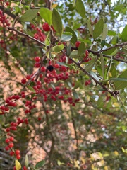Ilex vomitoria