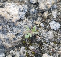 Leucospora multifida